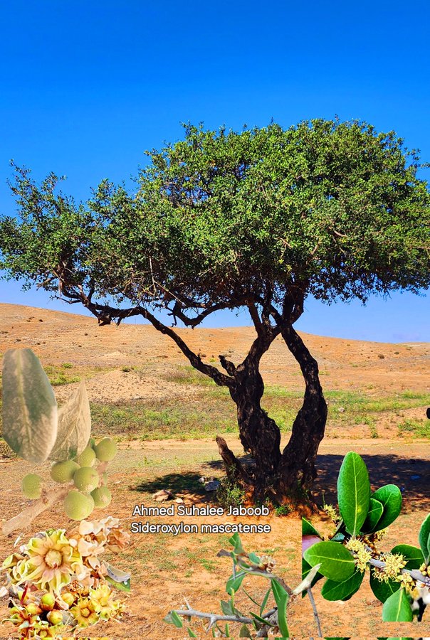 البوت - تصوير أ. أحمد سوحلي