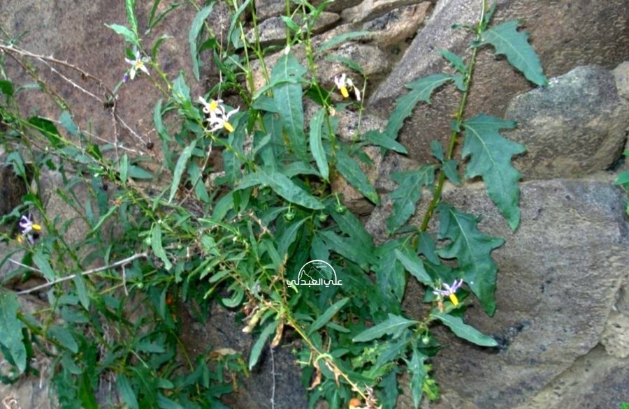 solanum_glabratum