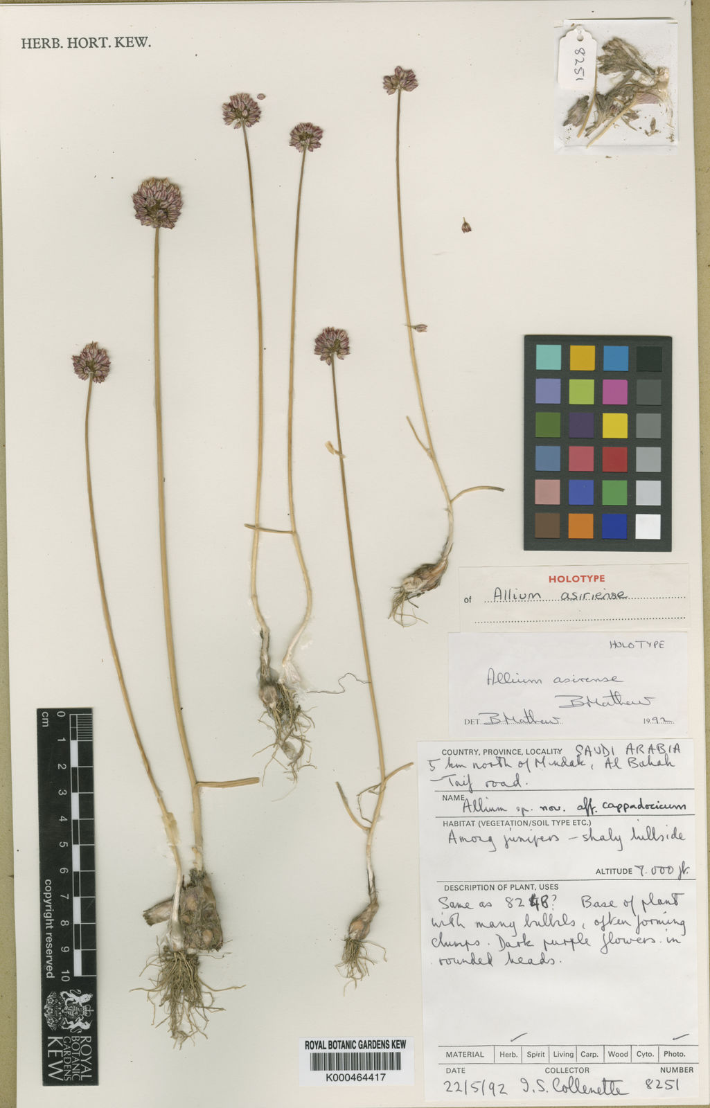 Allium asirense Image of A specimen from Kew's Herbarium - K000464417