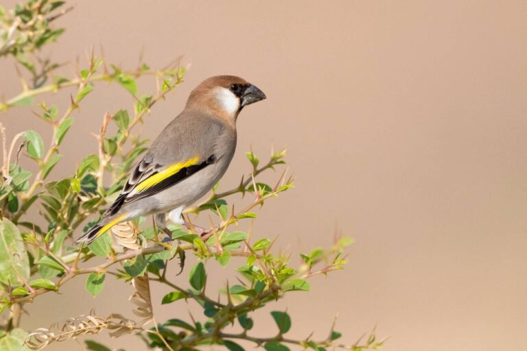 Arabian_Grosbeak1