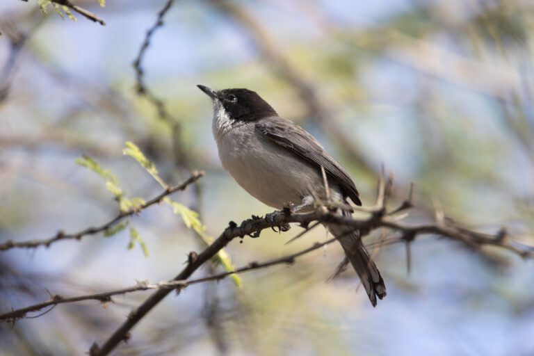 Arabian_Warbler1