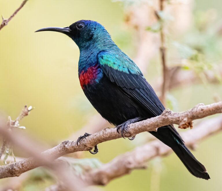 Arabian_sunbird