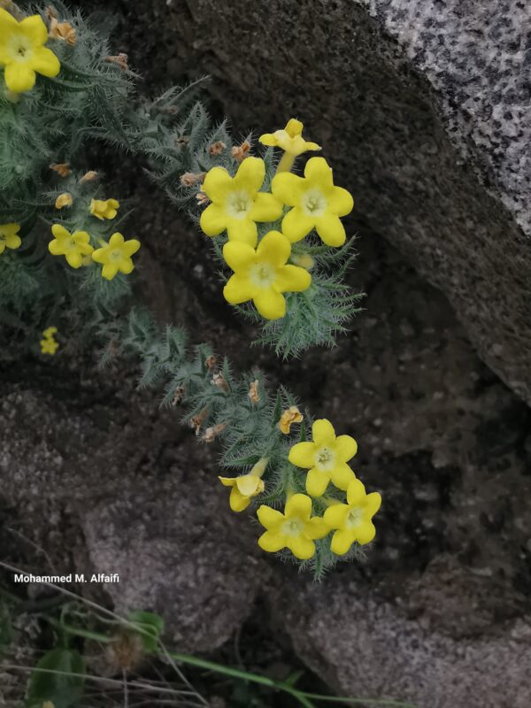 Arnebia_hispidissima2