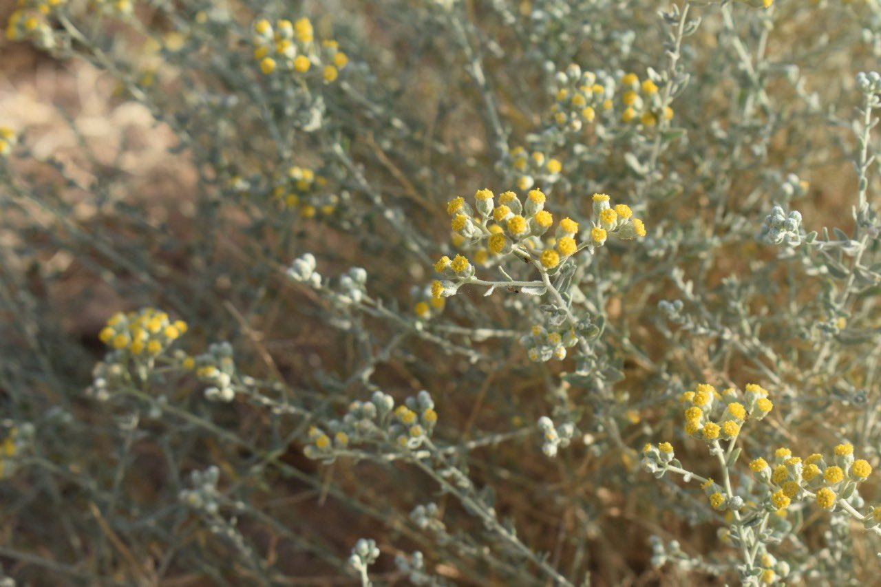 العبيثران 1 (البعيثران، العبوثران) - تصوير Botanist