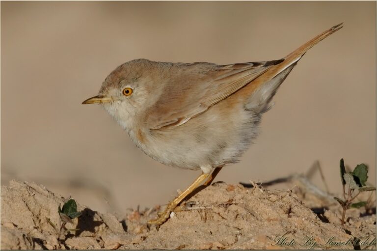Asian_desert_warbler