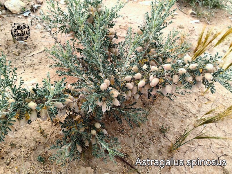 Astragalus_spinosus