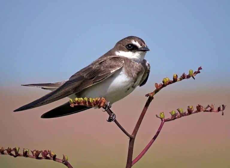 Banded_martin