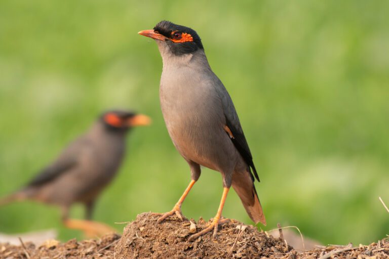 Bank_myna