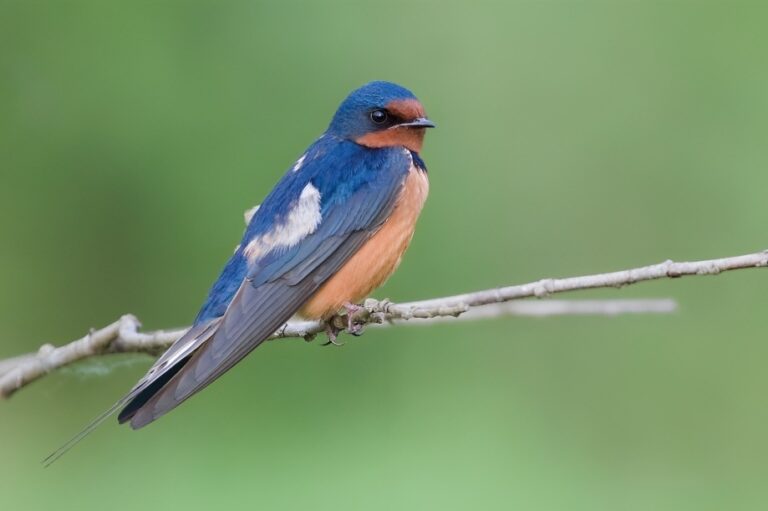 Barn_swallow