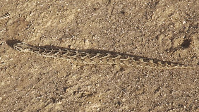 Bitis_arietans