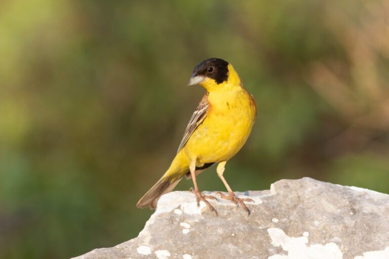 Black-headed_bunting