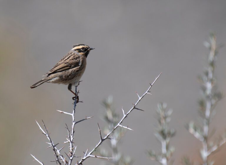 Black-throated_accentor
