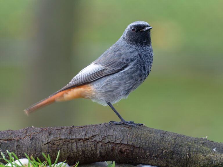 Black_redstart