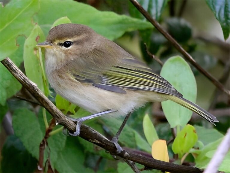 Brown_woodland_warbler