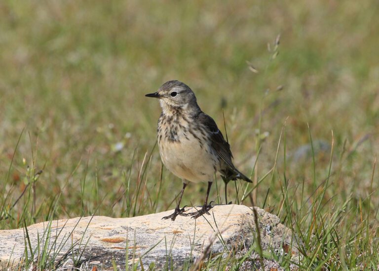 Buff-bellied_pipit