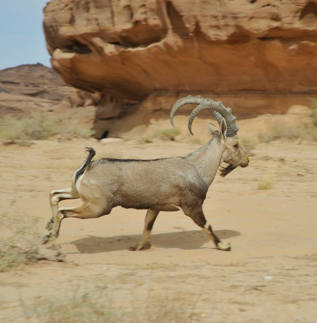 nubian ibex