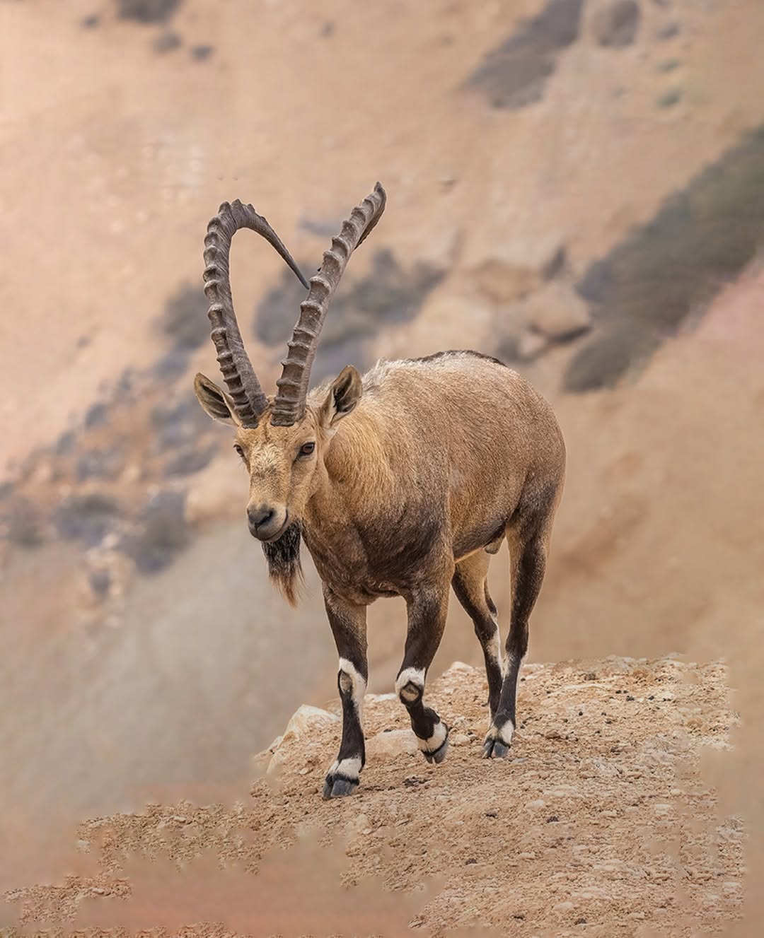 الوعل النوبي (الوعل الجبلي، البدن)