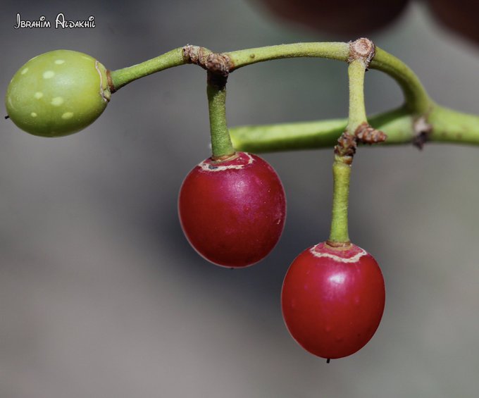 ثمار الغلف - تصوير: أ