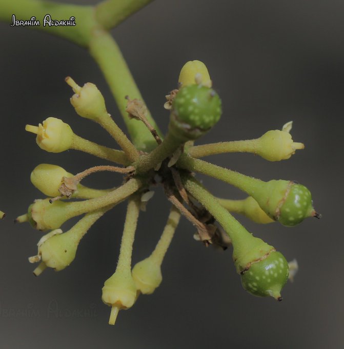 ثمار الغلف - تصوير: أ