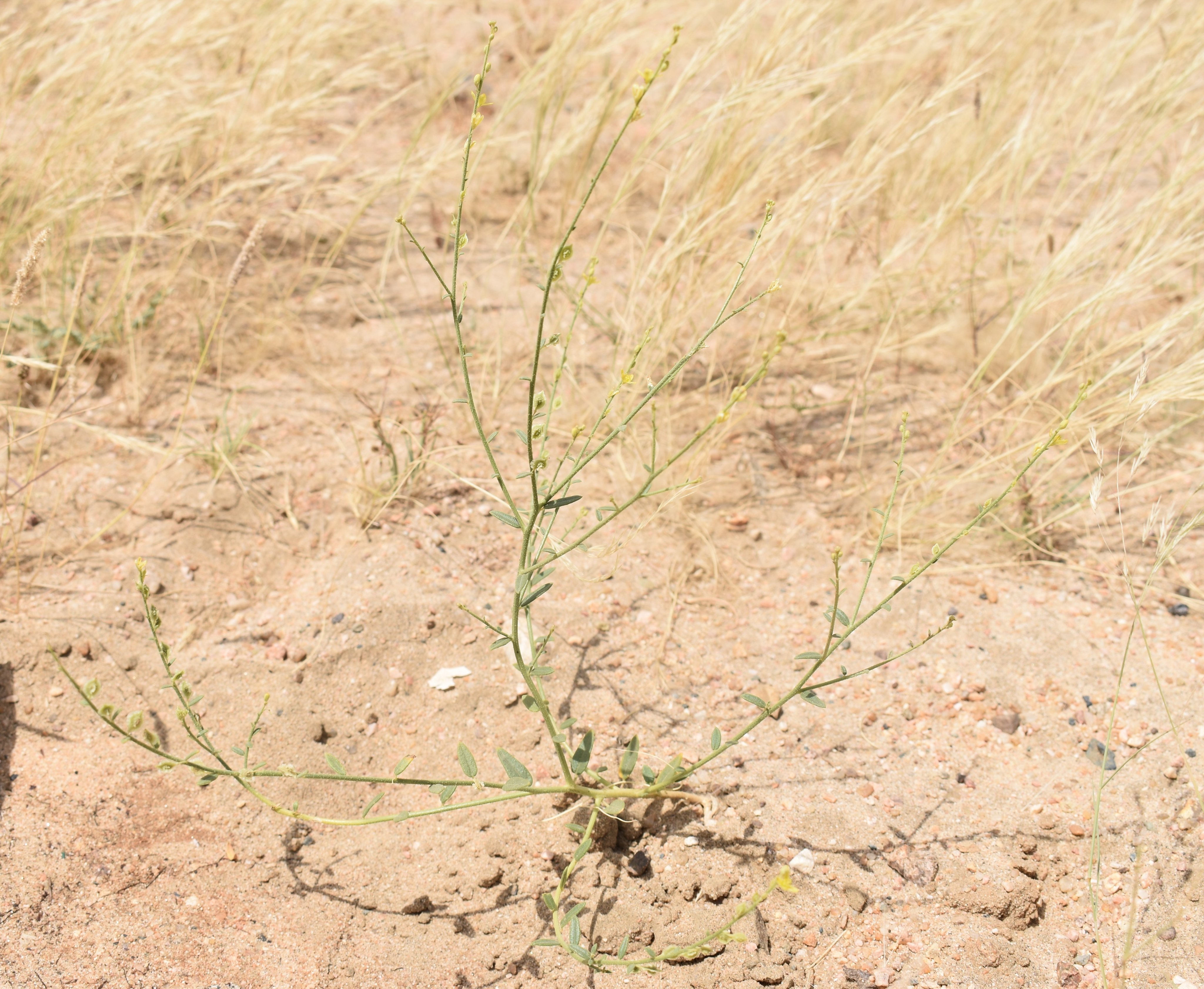 العلقى 1 - تصوير Botanist
