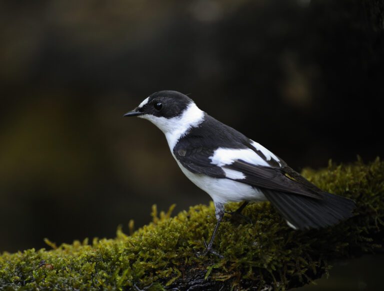 Collared_flycatcher