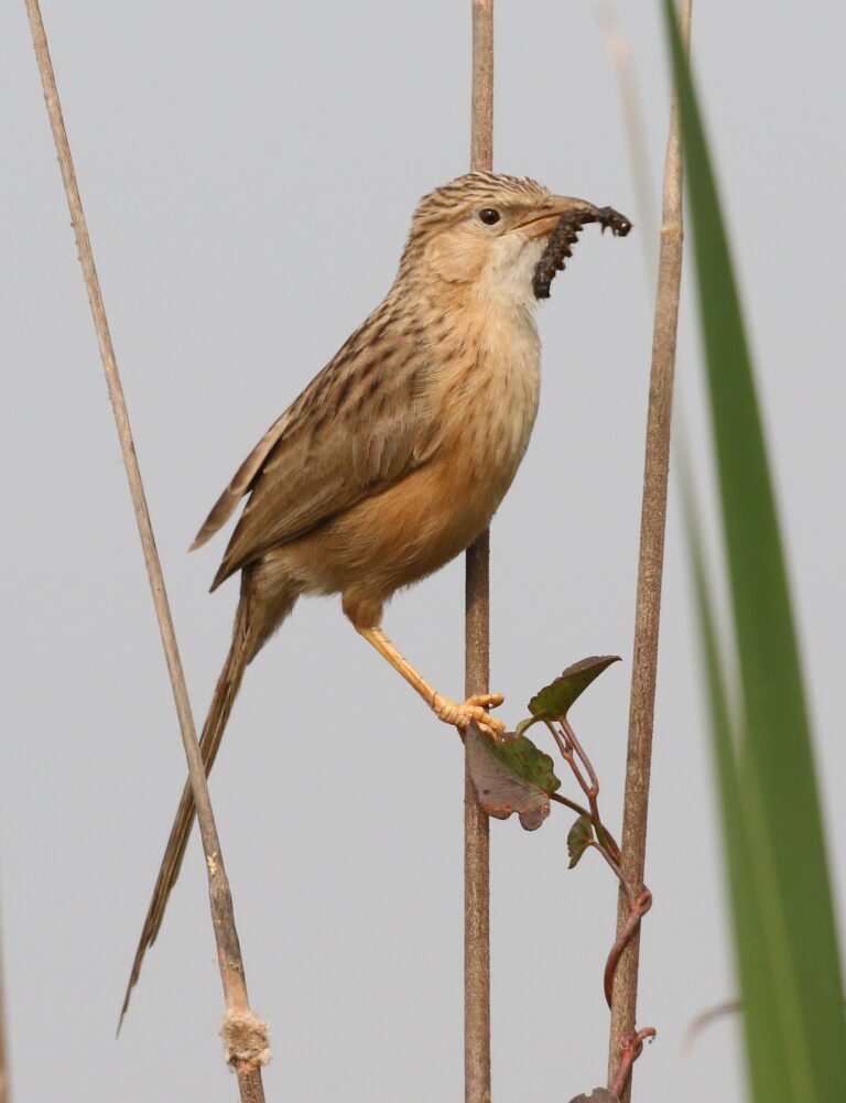 Common_Babbler1