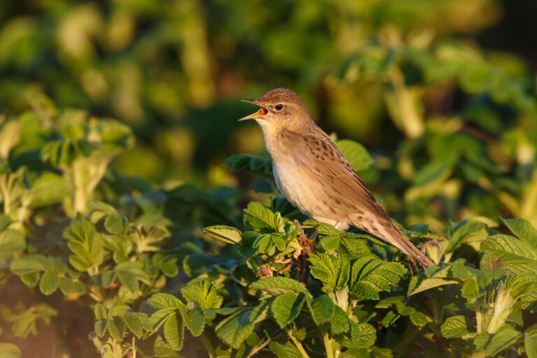 Common_Grasshopper_Warbler1