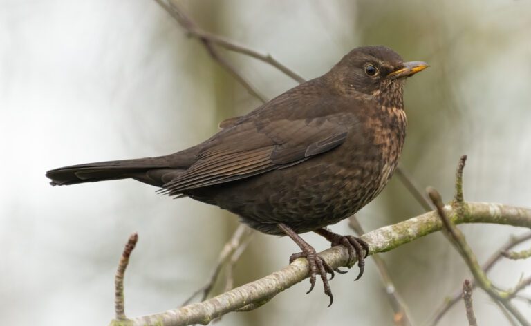 Common_blackbird