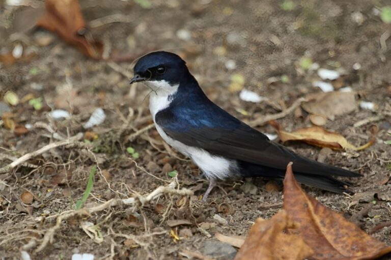 Common_house_martin