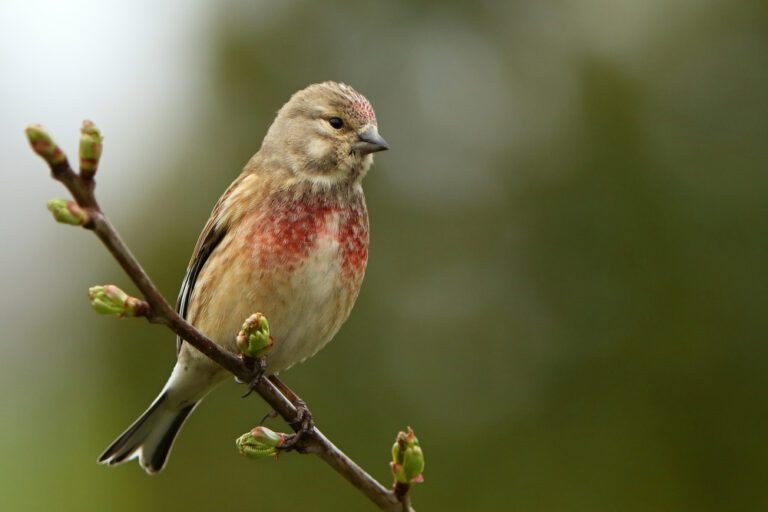 Common_linnet