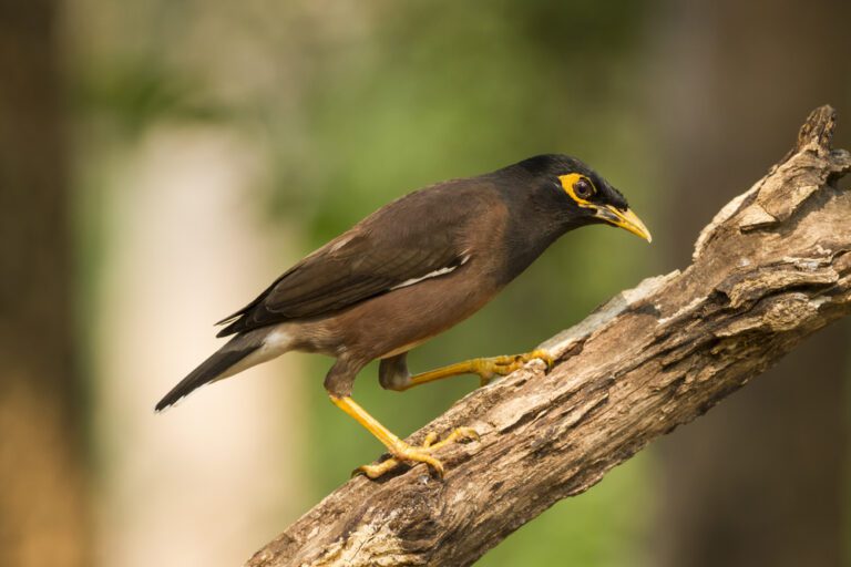 Common_myna