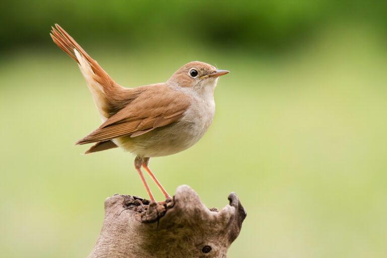 Common_nightingale