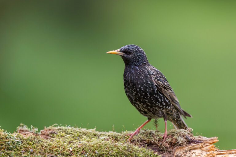 Common_starling