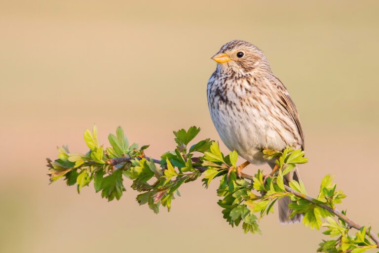 Corn_bunting