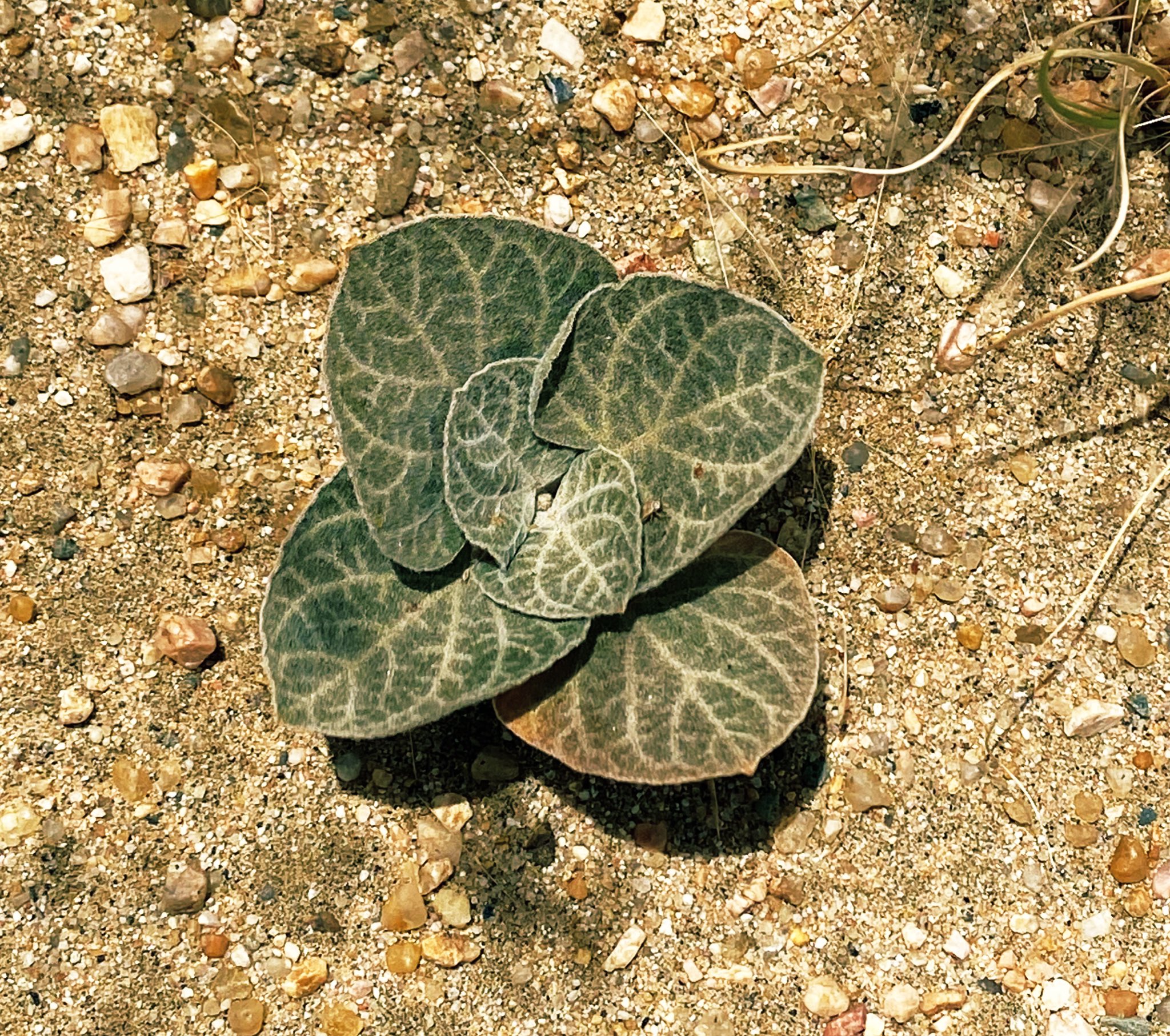 العتر 1 - تصوير Botanist