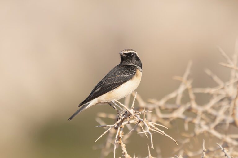 Cyprus_wheatear