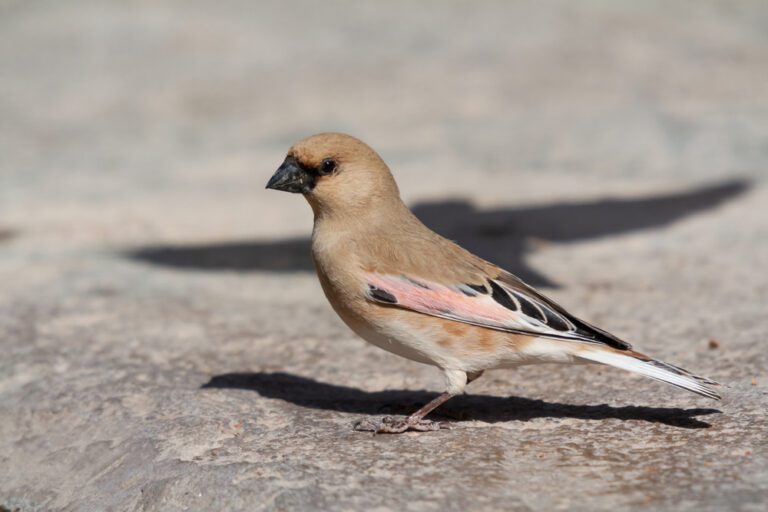 Desert_finch