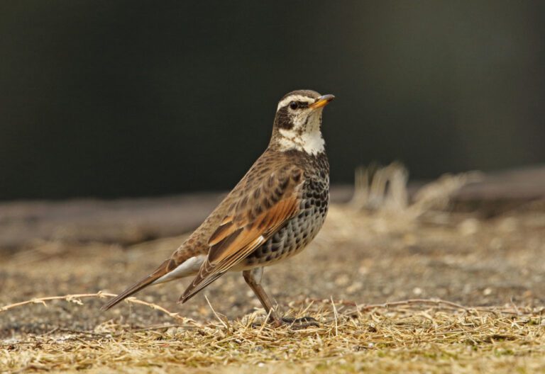 Dusky_thrush