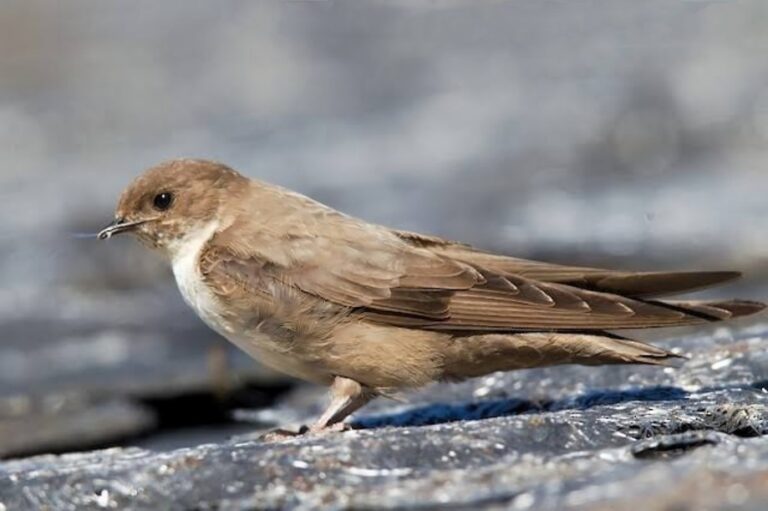 Eurasian_crag_martin