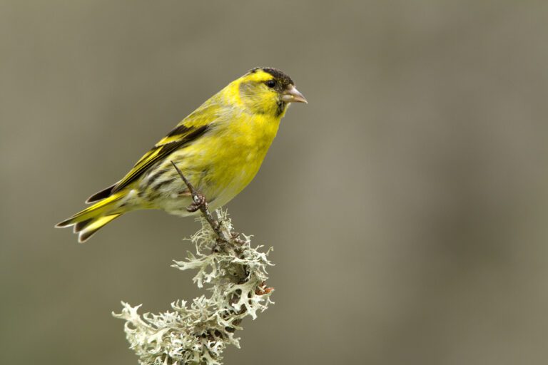 Eurasian_siskin