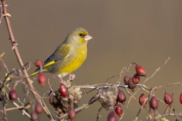 European_greenfinch