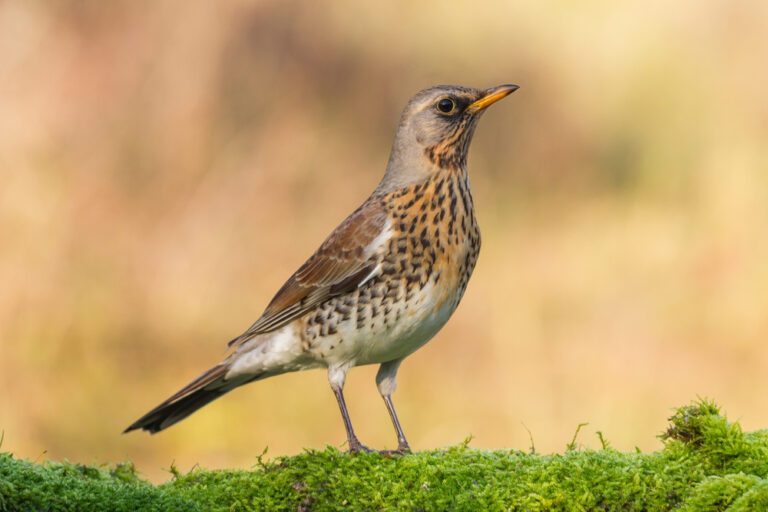 Fieldfare