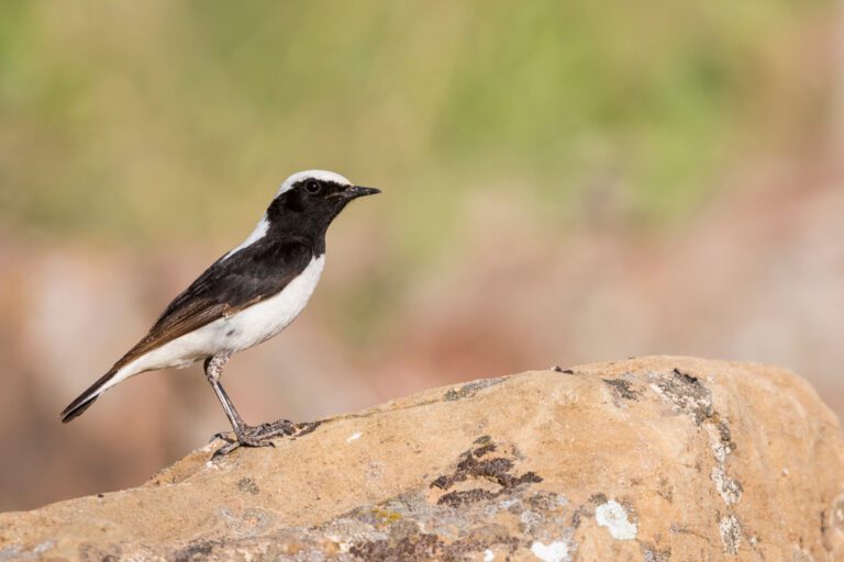 Finschs_wheatear