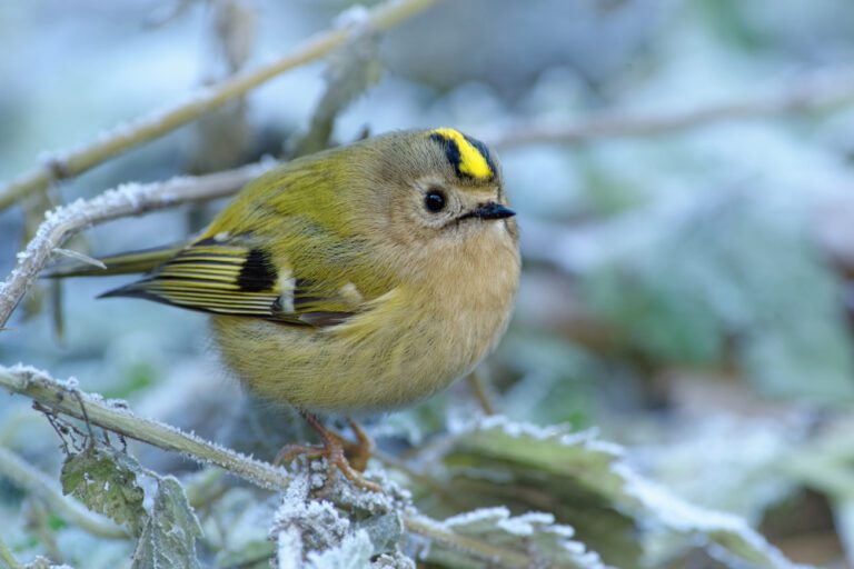 Goldcrest
