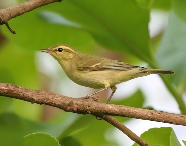 Green_warbler