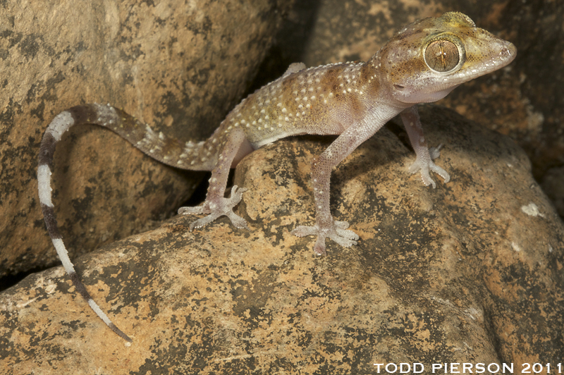 البرص قصير أصبع القدم / Hemidactylus yerburii