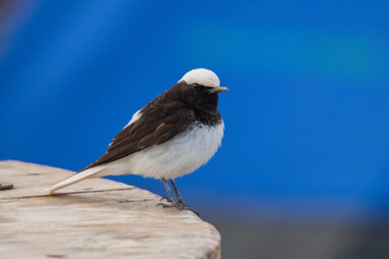 Hooded_wheatear
