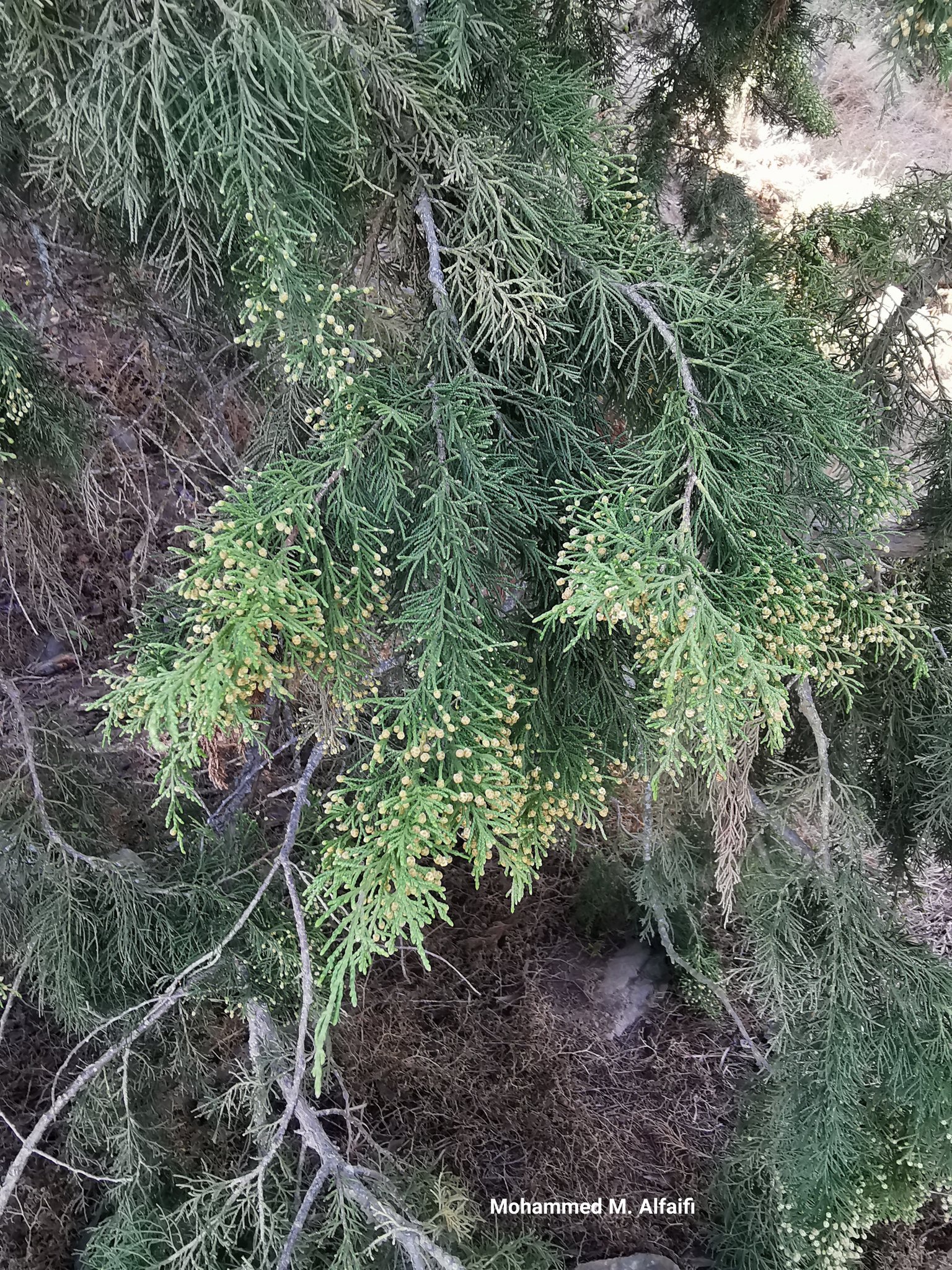 Juniperus procera2