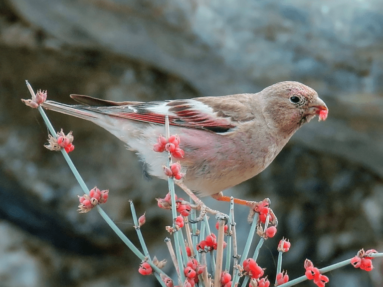 Mongolian_finch
