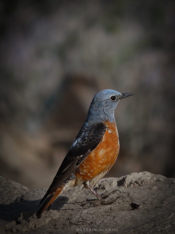  طائر سمنة الصخور الزرقاء - تصوير حسين الحريصي